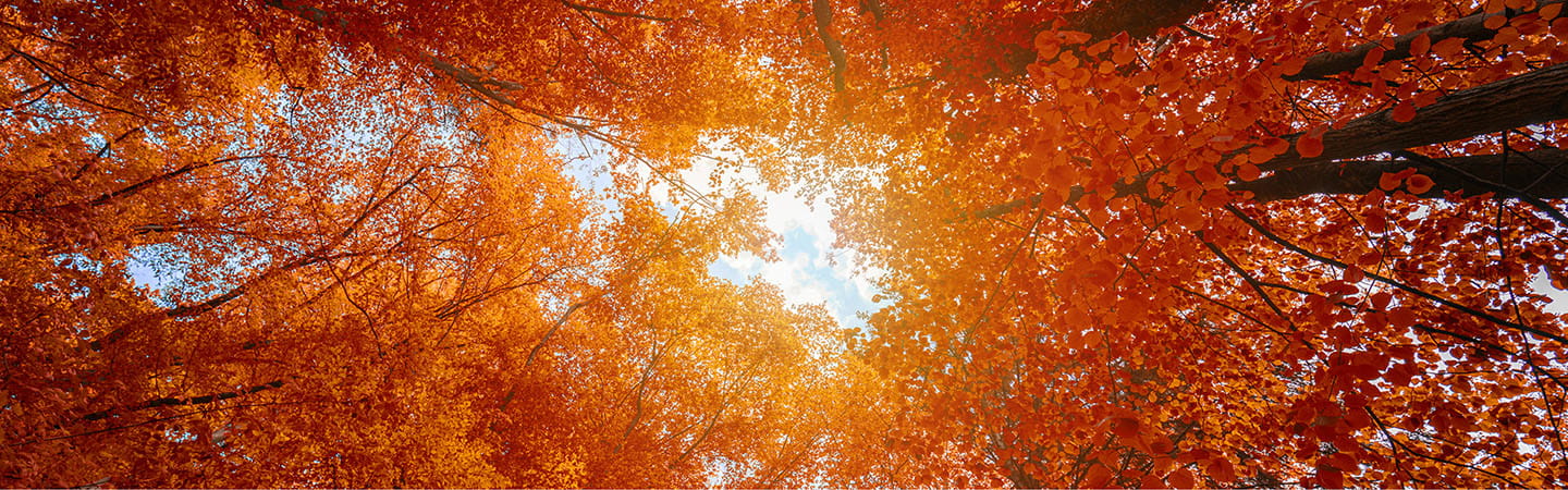 Trees in forest with autumn coloured leaves