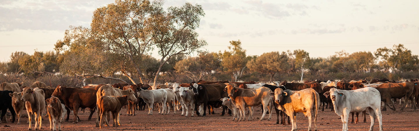 Supreme Court provides guidance on landholder biosecurity management plan exemption for Queensland resources sector