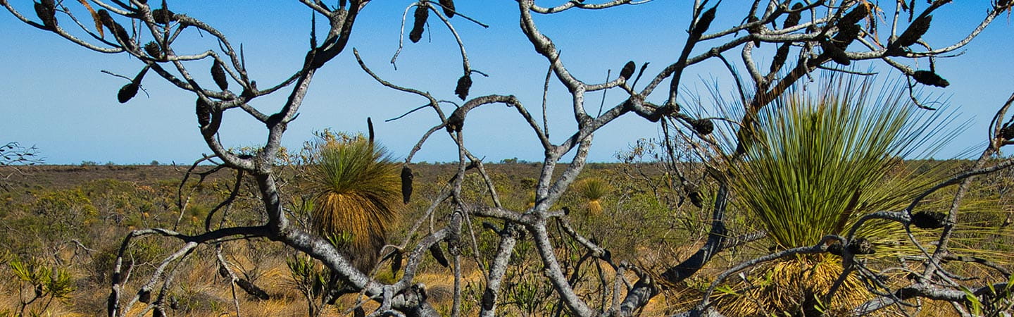 Tree branch