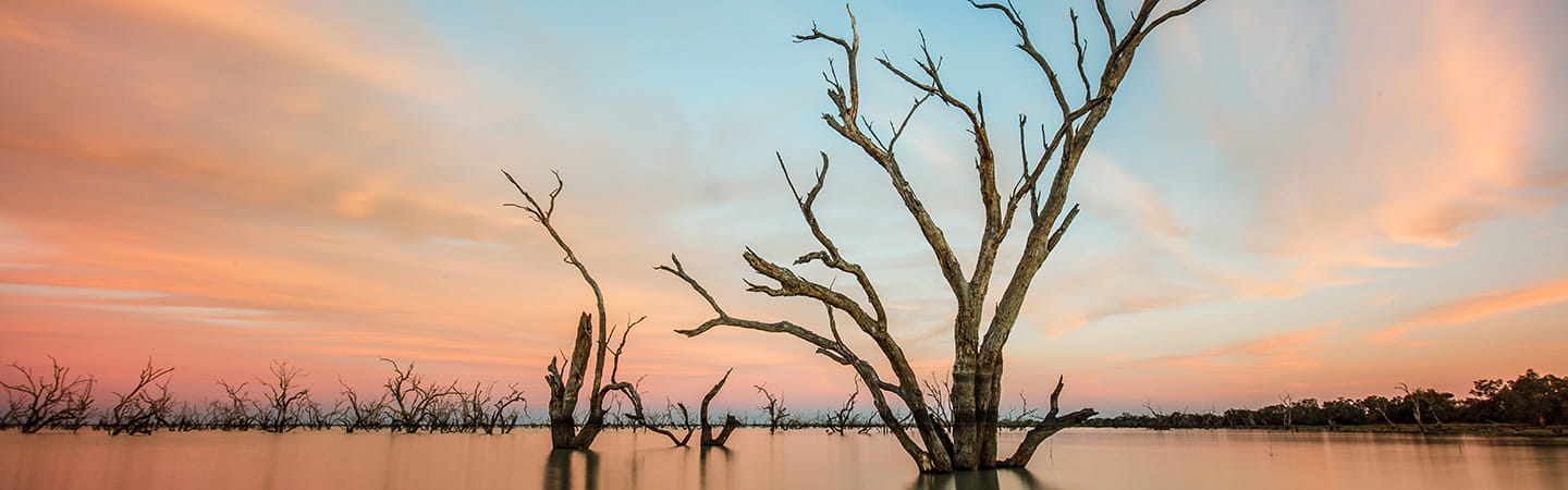 Wilted tree on lake