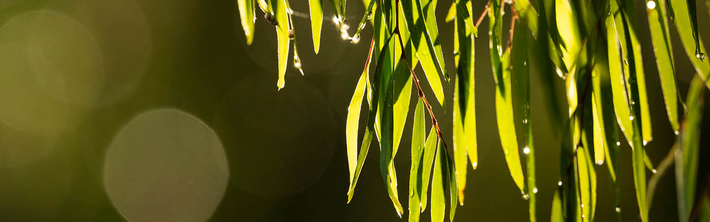 NSW implements 'net positive' Biodiversity Conservation Act reforms