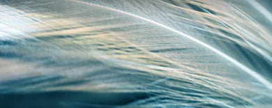 Macro close-up of delicate feather barbs in teal and gold tones with soft backlighting.