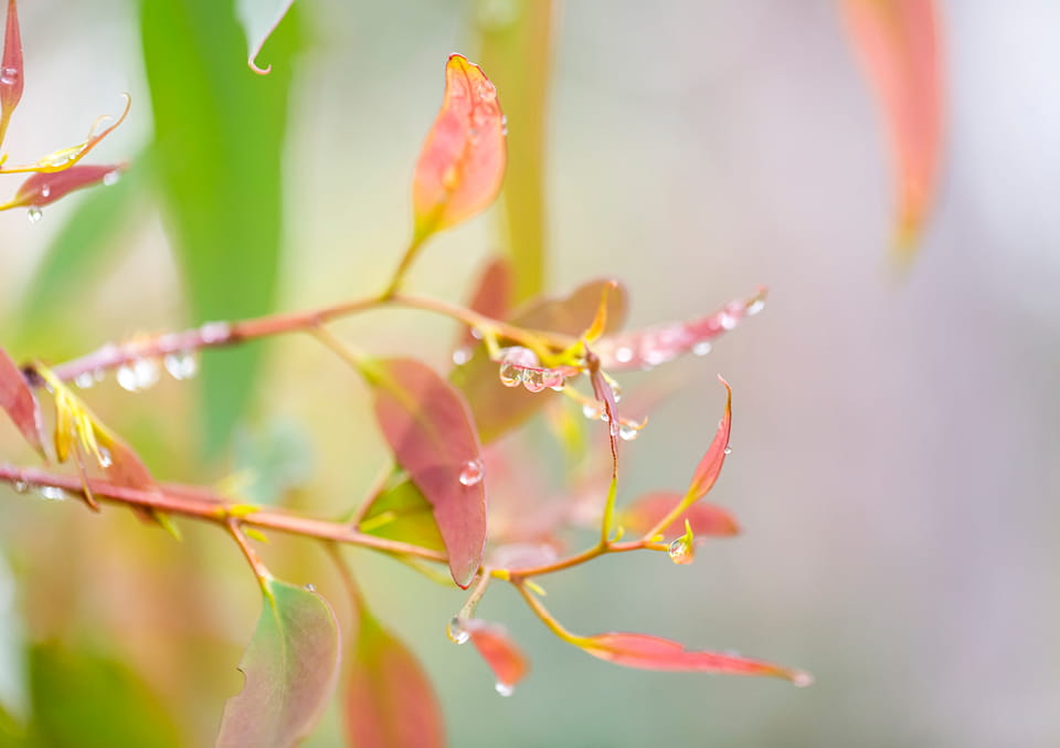 Close-up of pink and coral young leaves on a slender branch covered in water droplets, against a soft green background.