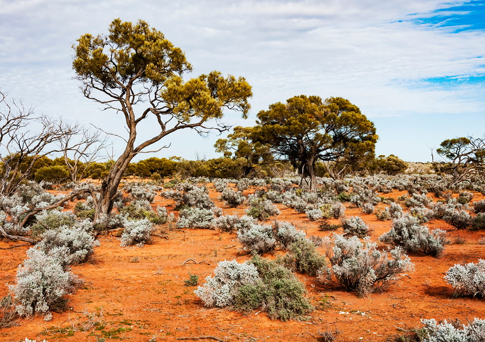Red sandy outback soil dotted with silvery saltbush and native trees under a blue sky with streaks of cloud.