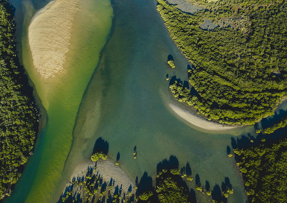 Aerial view of shallow turquoise water winding between sandbanks and green mangroves in a river estuary.
