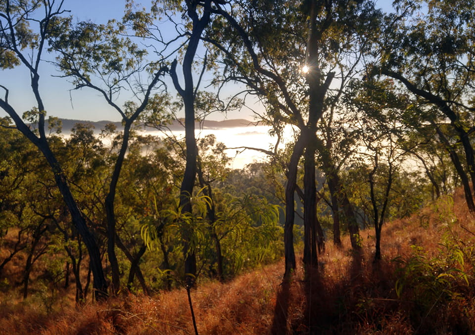 Eucalyptus trees silhouetted at sunrise above a misty valley, with dry red-brown grass in the foreground.