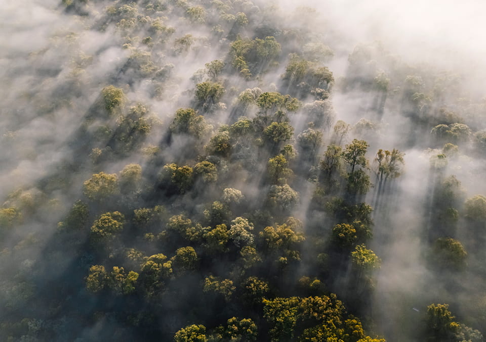 Aerial view of a misty tropical forest canopy with sunbeams streaming through the fog.