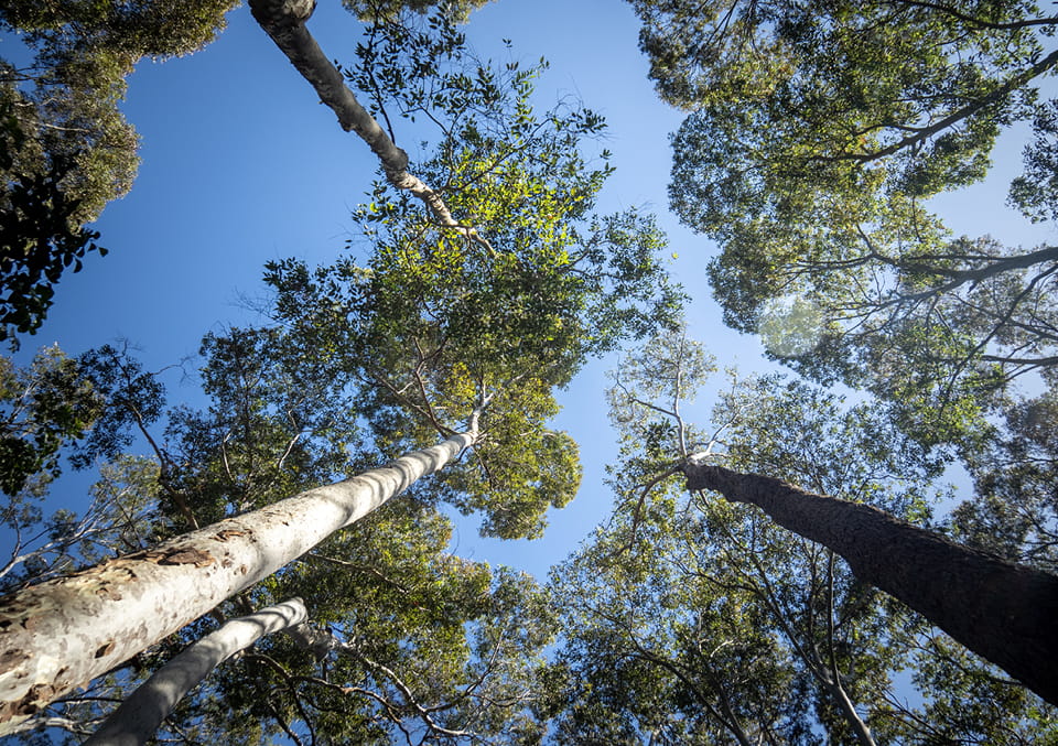 Cultural harm now a factor in environmental sentencing
