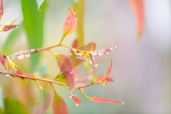 Close-up of pink and coral young leaves on a slender branch covered in water droplets, against a soft green background.