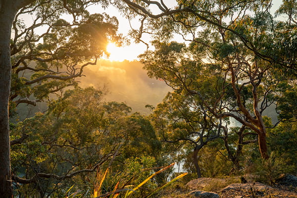 Golden sunrise streaming through misty eucalyptus bushland with a rocky foreground.
