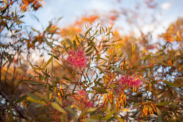 Pink eucalyptus blossoms and orange buds among olive-green leaves against a blue sky.