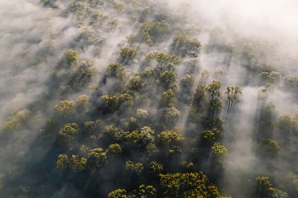 Aerial view of a misty tropical forest canopy with sunbeams streaming through the fog.