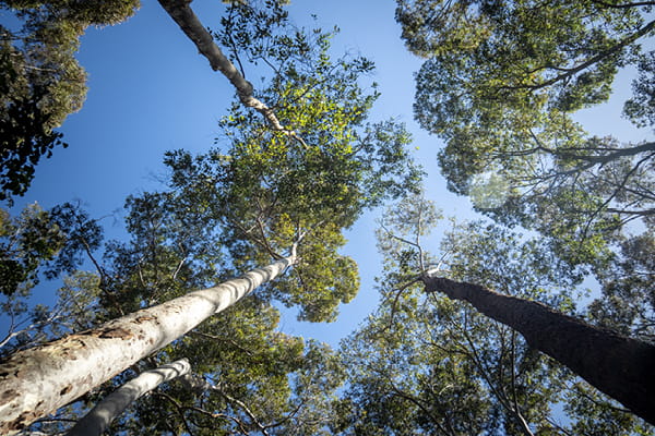 Looking up through tall, pale-trunked eucalyptus trees towards a clear blue sky.