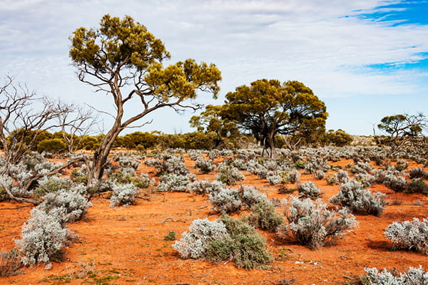Red sandy outback soil dotted with silvery saltbush and native trees under a blue sky with streaks of cloud.
