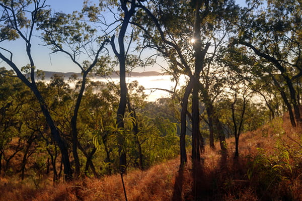Eucalyptus trees silhouetted at sunrise above a misty valley, with dry red-brown grass in the foreground.