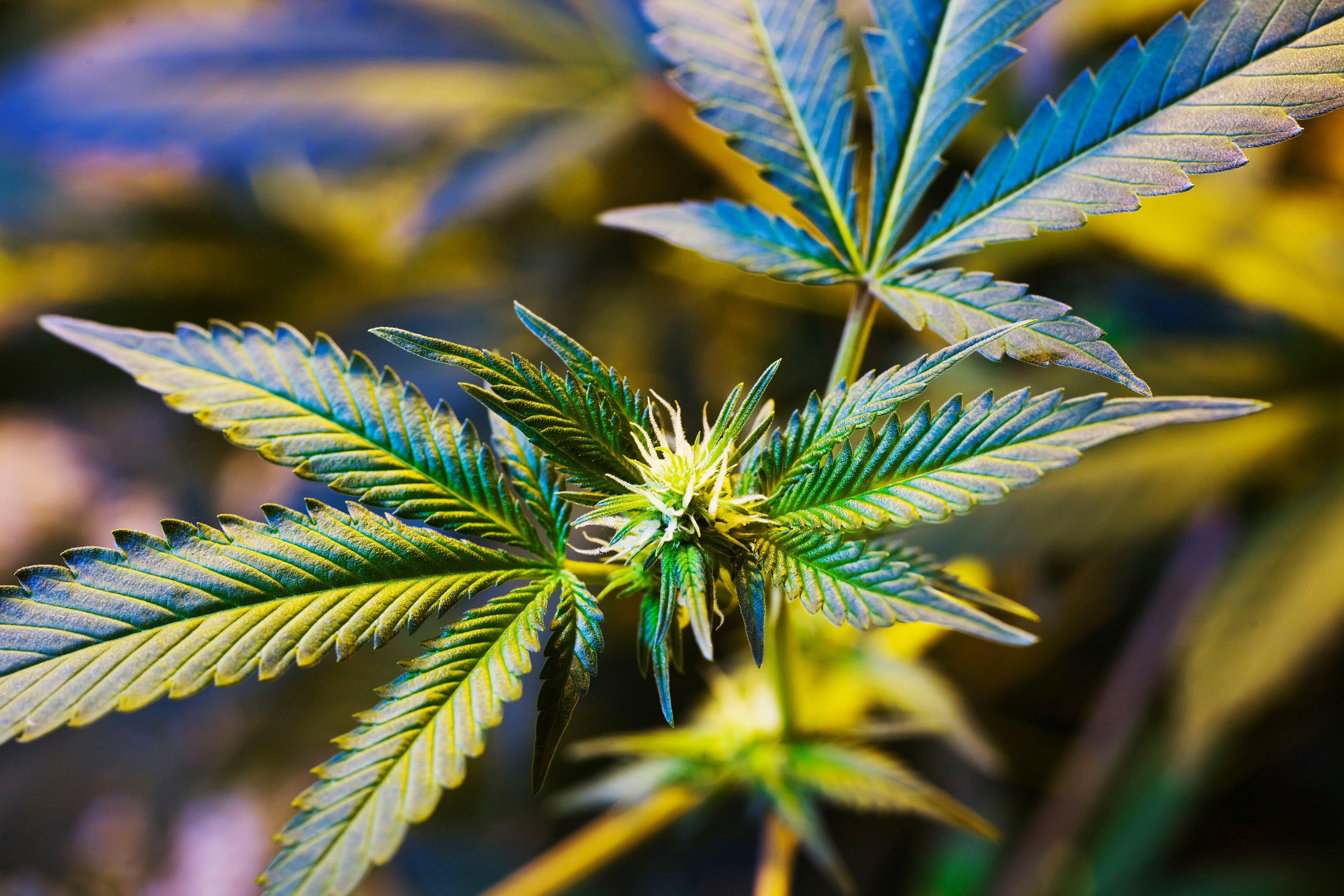 Unpacking Dormant Commerce Clause Cannabis Circuit Split