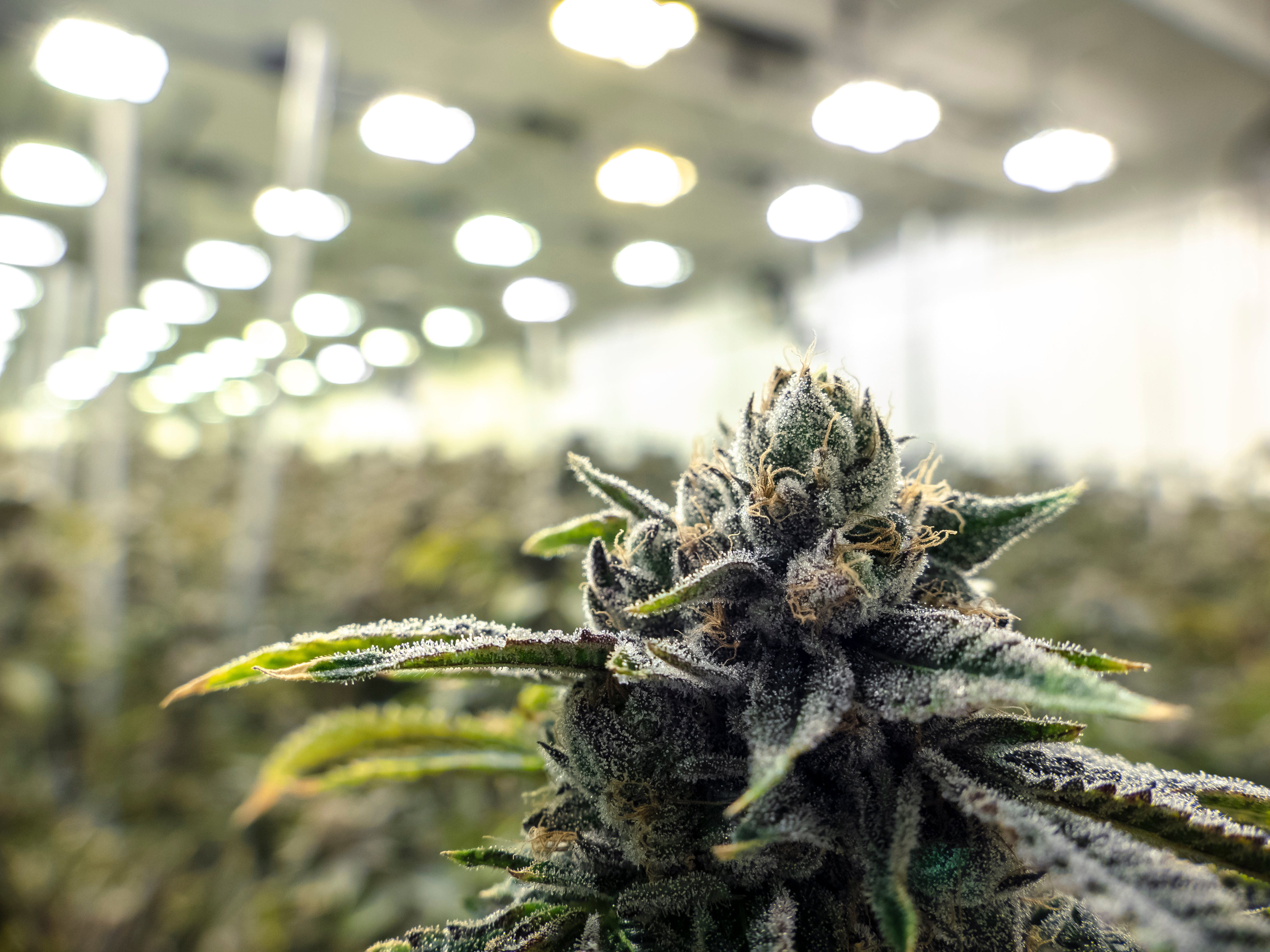 Calif. Cannabis Decision Deepens Commerce Clause Divide