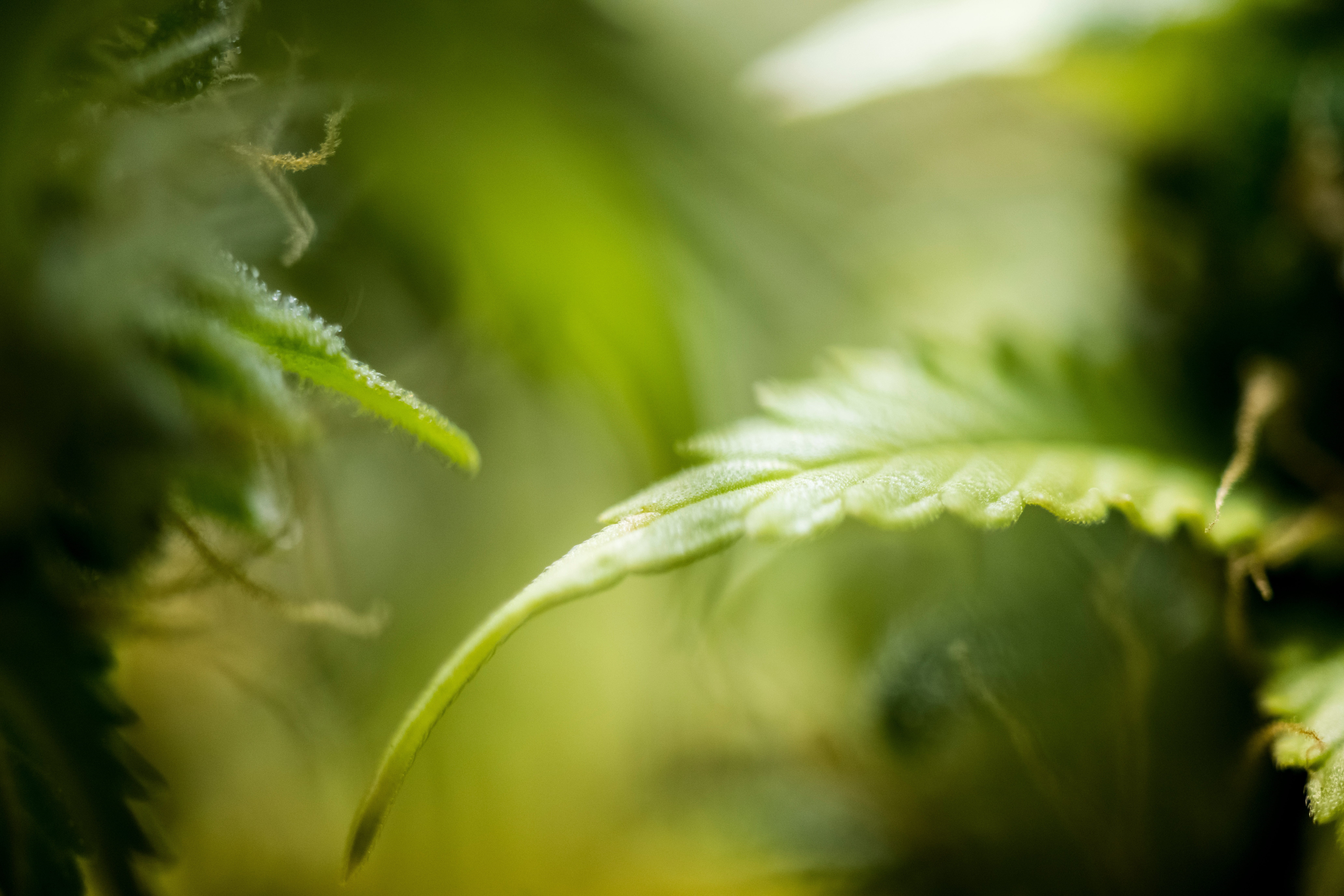 In Cannabis-Related Case, U.S. Supreme Court Clarifies Civil RICO Liability