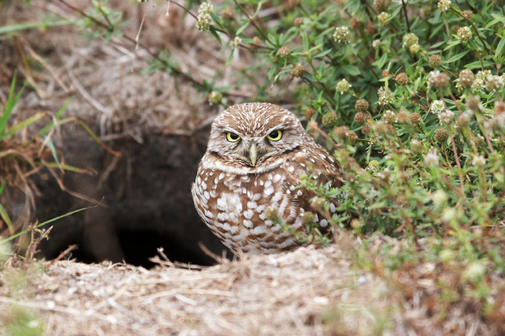 California Enacts Increased State Law Protections for Federally Listed Species